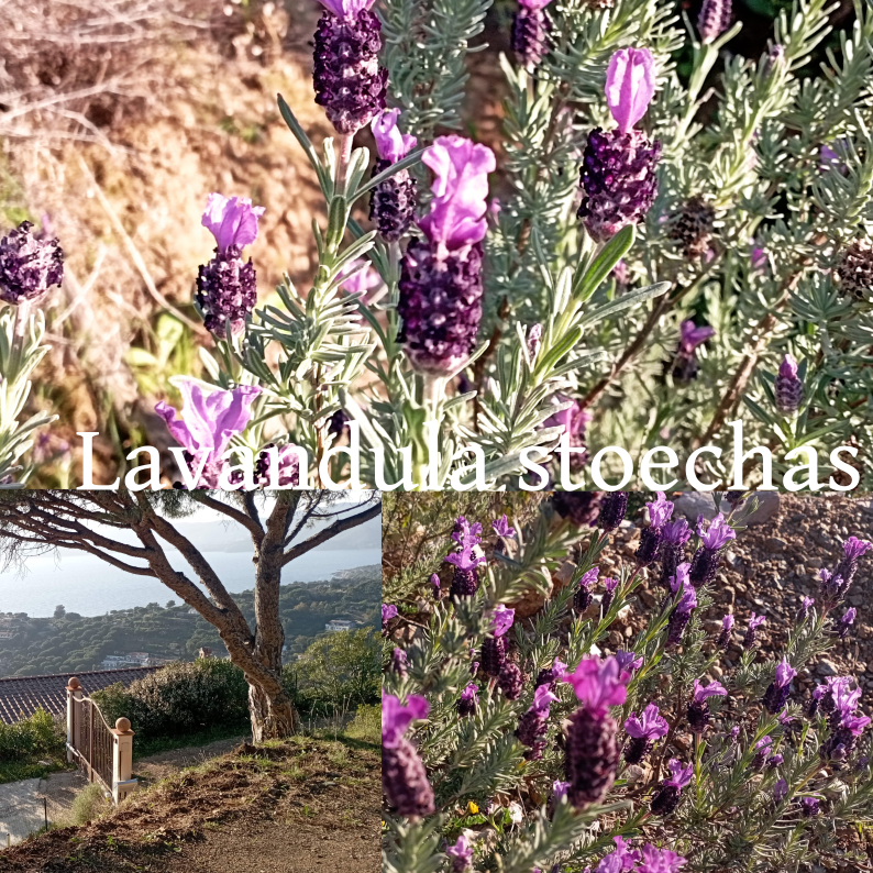 Four Interesting Reasons Why You Should Collect Spike Lavender